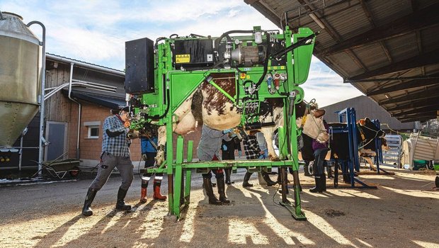 Am Kurs zur funktionellen Klauenpflege beim Rind konnten die Teilnehmenden mit diversen Klauenstandmodellen arbeiten. 