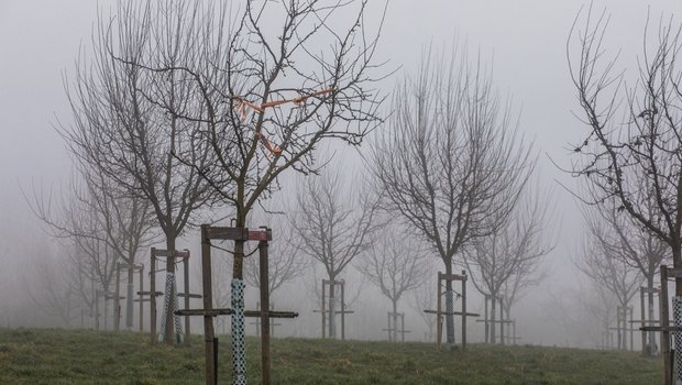 Auf dem «Archehof» grast Grauvieh unter bunten Hochstamm-Obstbäumen Die Stimmung ist mystisch auf dem “Archehof" in Hildisrieden ist mystisch. Bild: Pia Neuenschwander