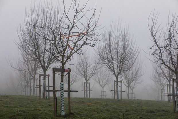 Auf dem «Archehof» grast Grauvieh unter bunten Hochstamm-Obstbäumen Die Stimmung ist mystisch auf dem “Archehof" in Hildisrieden ist mystisch. Bild: Pia Neuenschwander