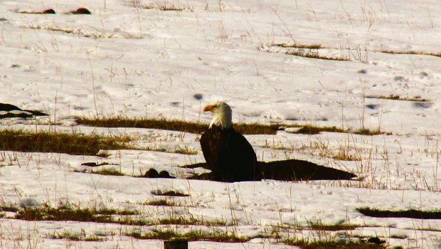 Jeden Frühling statten die Weisskopfseeadler Familie Ruckstuhl einen Besuch ab. Die Vögel jagen im Flachland nach Nagetieren, sogenannten «Gophern».(Bild Alexandra Ruckstuhl