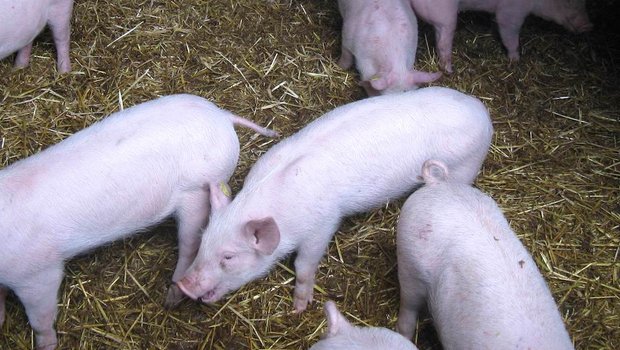 Schweine können wegen Wurmbefall husten. Bild: Suisag