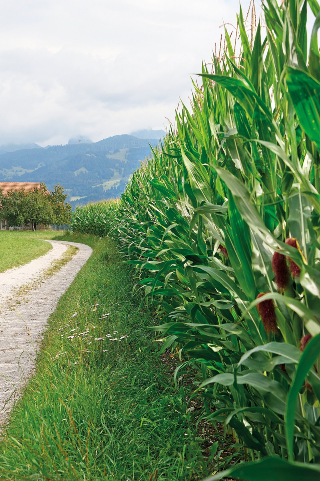 Starkregen während der Sommermonate haben den Boden nicht verschlämmtund es zeichnet sich ein hervorragender Ertrag ab. Bild: Martina Rüegger