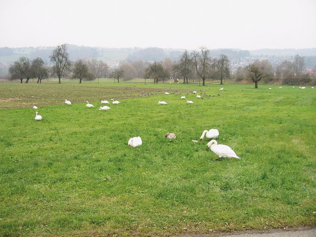 Auf Hugo Abts Weiden bringen Schwäne und Gänse die Milchkühe um ihr Gras Höckerschwäne sind gross und hinterlassen entsprechend viel Kot. Graugänse ihrerseits treten lokal in grossen Schwärmen auf. Bild: Gottfried Hallwyler