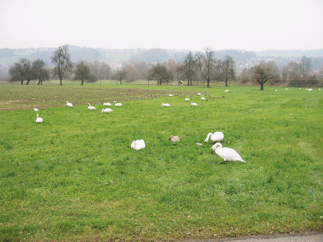 Höckerschwäne sind gross und hinterlassen entsprechend viel Kot. Graugänse ihrerseits treten lokal in grossen Schwärmen auf. Bild: Gottfried Hallwyler