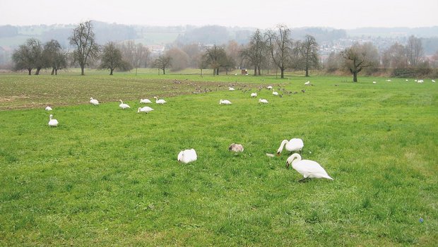 Höckerschwäne sind gross und hinterlassen entsprechend viel Kot. Graugänse ihrerseits treten lokal in grossen Schwärmen auf. Bild: Gottfried Hallwyler