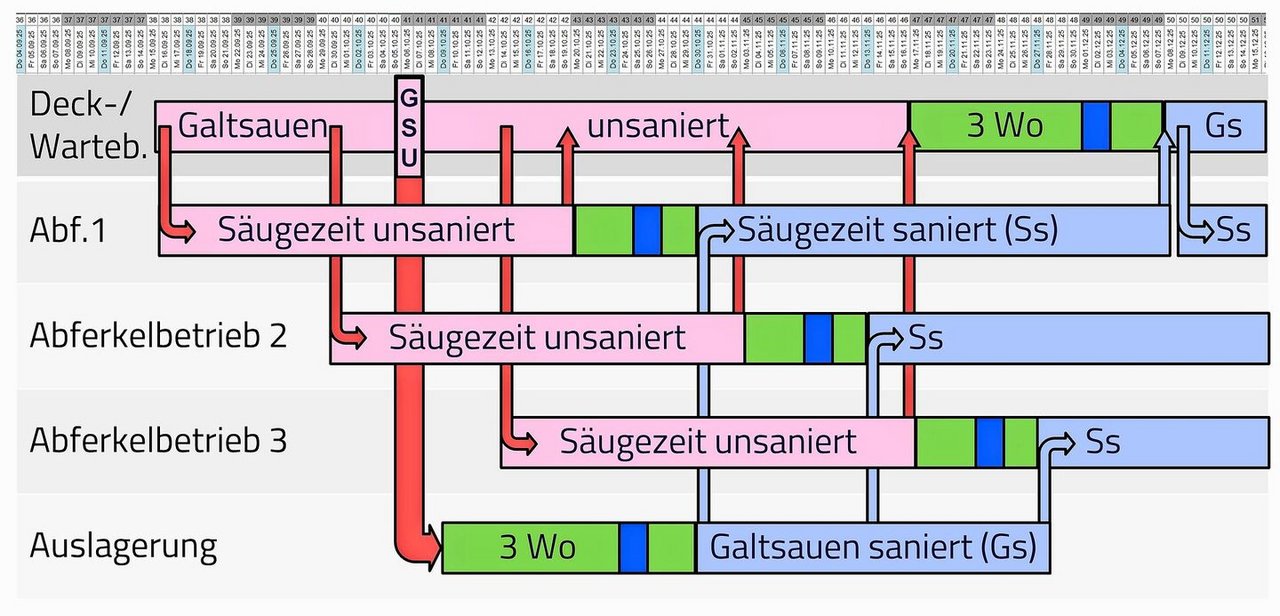 Vereinfachte schematische Darstellung einer Brachyspiren-Sanierung für einen AFP-Ring mit drei Abferkelbetrieben (rosa: unsaniert; grün/blau: aktive Sanierungsarbeiten; hellblau: saniert).