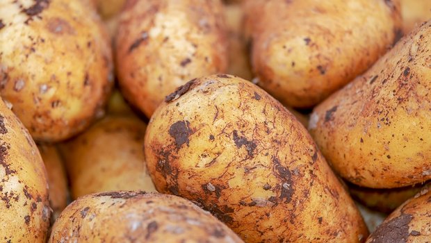 Die Ernte der Kartoffeln sei dieses Jahr gut und die Qualität ansprechend, so Swisspatat. (Bild Pixabay)