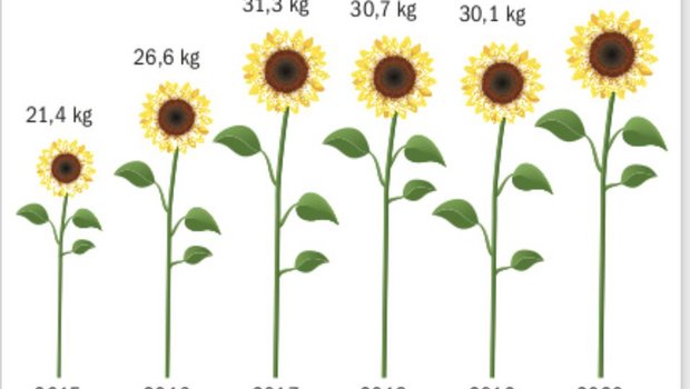 Die Erträge 2020 bei den Sonnenblumen liegen mit geschätzten 33 Kilo je Are (Umfrage BauZ) über den Vorjahren. (Grafik BauZ)