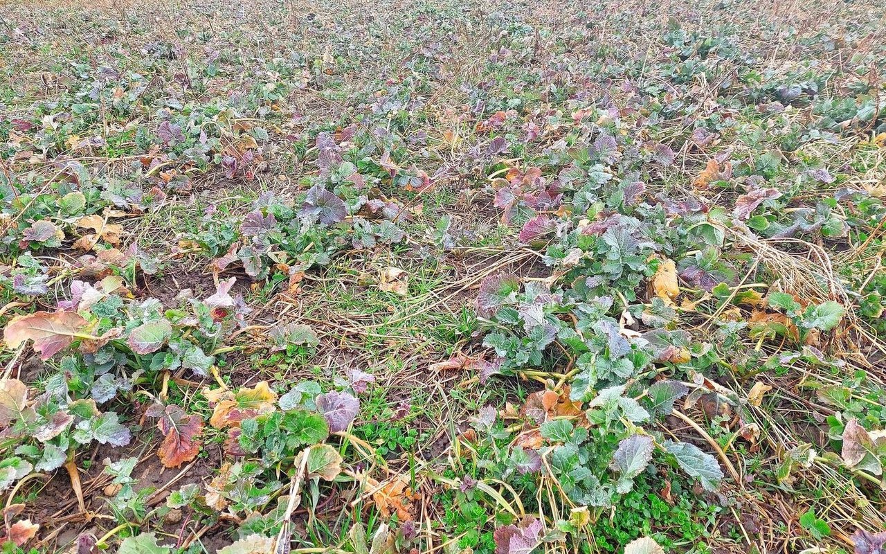 Beim Raps arbeitet Benjamin Denzler mit Untersaaten. Früher hat er immer standardmässig Bor gedüngt. Mit der Blattsaftanalyse sieht er, ob Bor überhaupt nötig ist, und kann bei Bedarf die Düngung einsparen. 