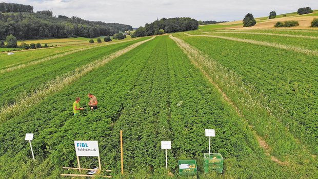 FiBL: Forschung nicht nur für, sondern mit der Landwirtschaft zusammen Landwirt Christoph Hauert (links) mit FiBL-Berater Tobias Gelencsér auf dem Gerbehof. Angebaut wurden vier Versuchssorten. Bild: Thomas Alföldi