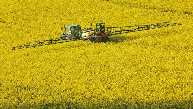 Zur Behandlung von Sklerotinia in die Blüte spritzen ist vorbei Bilder wie hier gehören schweizweit grösstenteils der Vergangenheit an: Eine Spritzung in die Vollblüte ist nicht nötig. (Bild Adobe Stock)
