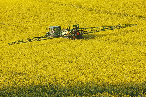 Zur Behandlung von Sklerotinia in die Blüte spritzen ist vorbei Bilder wie hier gehören schweizweit grösstenteils der Vergangenheit an: Eine Spritzung in die Vollblüte ist nicht nötig. (Bild Adobe Stock)