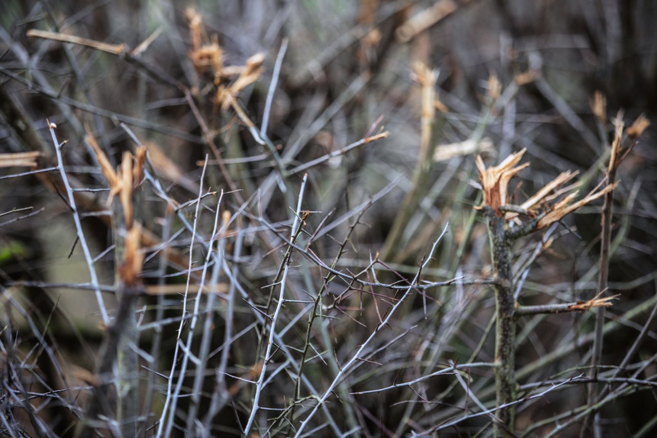 Je dichter die Hecke, desto höher ist ihr ökologischer Wert. Dornensträucher tragen zum Schutz seltener Vogelarten bei. Bienen und Insekten bevorzugen andere Arten. Bild: Pia Neuenschwander