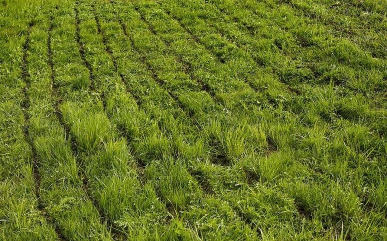 Die Rindergülle aus dem Winterlager ist oftmals sehr dick und kann zu Güllewürsten führen. Das Gras darunter kann ersticken und Güllereste können ins Futter gelangen. 