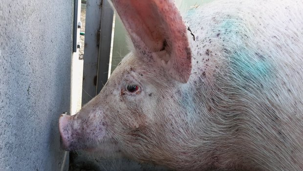 SGD – PDNS verursacht ähnliche Hautblutungen wie die Schweinepest Auch punktförmige Blutungen am Rüssel und den Ohren sowie rote Augensind Symptome für PDNS. Bild: Jasmin Brauns