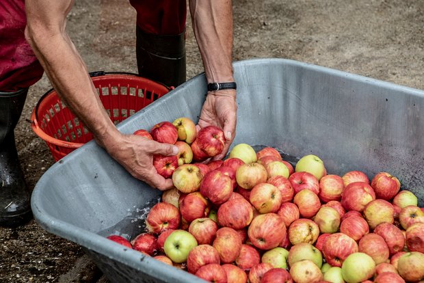Obst von Hochstamm-Bäumen selber pressen kann wirtschaftlich reizvoll sein Obst von Hochstamm-Bäumen selber zu pressen, kann eine wirtschaftlich reizvolle Nische sein. (Bild: Pia Neuenschwander)