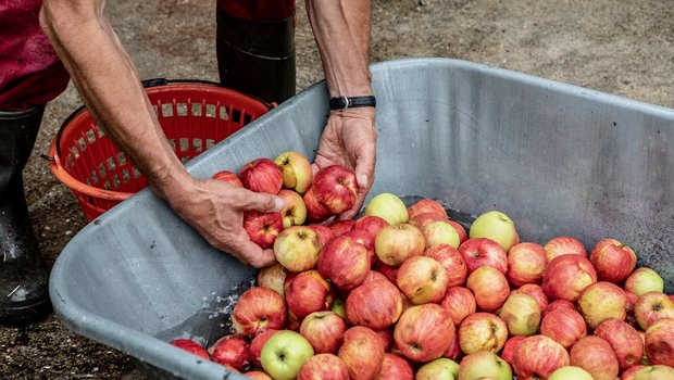 Obst von Hochstamm-Bäumen selber zu pressen, kann eine wirtschaftlich reizvolle Nische sein. (Bild: Pia Neuenschwander)