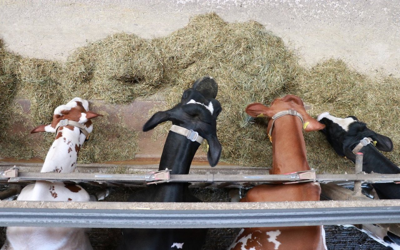 Holstein und Red Holstein-Kühe fressen an der Futterachs eine Totalmischration. Fotografiert wurde aus der Vogelperspektive.