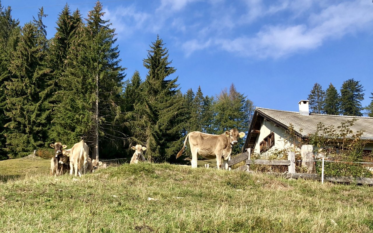 Rinder auf einer Voralp über der Stadt Chur.
