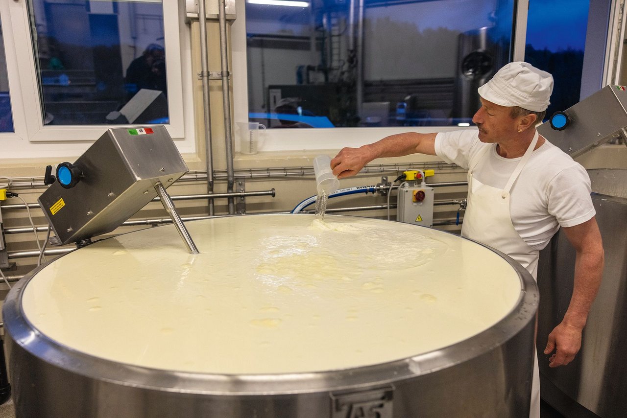 Die Jersey-Milch wird erst erwärmt und angesäuert, bevor Willi Schmid das Lab für den Bruch in die Milch gibt.