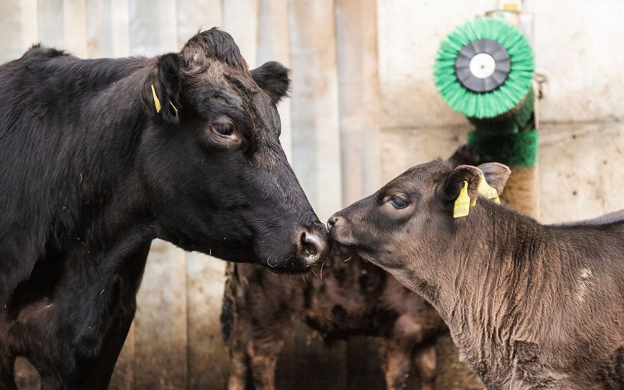 Eine schwarze Mutterkuh steht Nase an Nase mit ihrem dunkelbraunen Kalb im Laufhof.