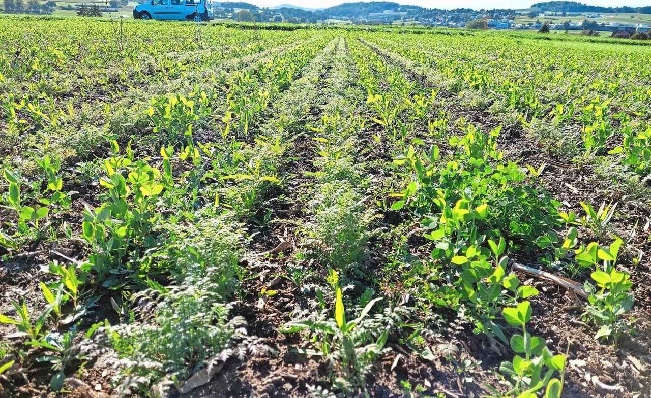 Links und rechts je zwei Reihen UFA-No-Till-Mischung, in welche jeweils der Winterweizen eingesät wird. In der Mitte: zwei Reihen Phacelia-Guizotia-Gemisch, in welches im Frühjahr das Soja eingesät wird.