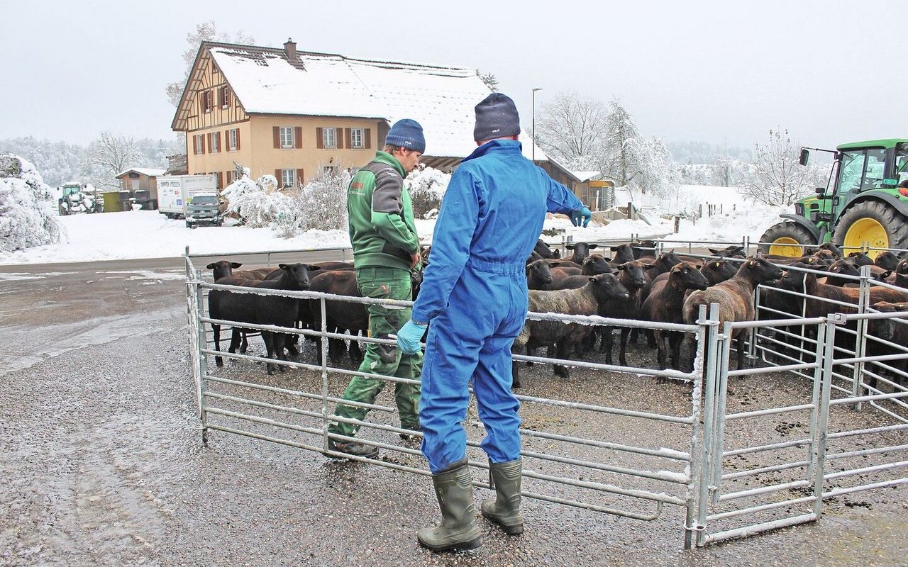 Hans-Ueli Baumgartner zeigt, welches Schaf er als nächstes testen will. Vor ihm stehen die Schafe auf der Strasse, umzäunt mit provisorisch aufgestellten Gittern.