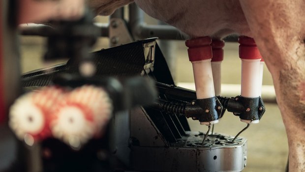 Mit einem Melkroboter lernt der Landwirt seine Kühe kennen Wird das Melkzeug mit dem Roboter automatisch ans Euter gehängt, entfällt für den Landwirt morgens und abends viel Routinearbeit. Bild: Pia Neuenschwander