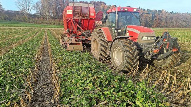 Nachdem der Körnermais aus dem Staffelkulturanbau geerntet wurde, folgte ein paar Wochen später dann die Zuckerrübenernte mit dem zweireihigen Rübenroder. 