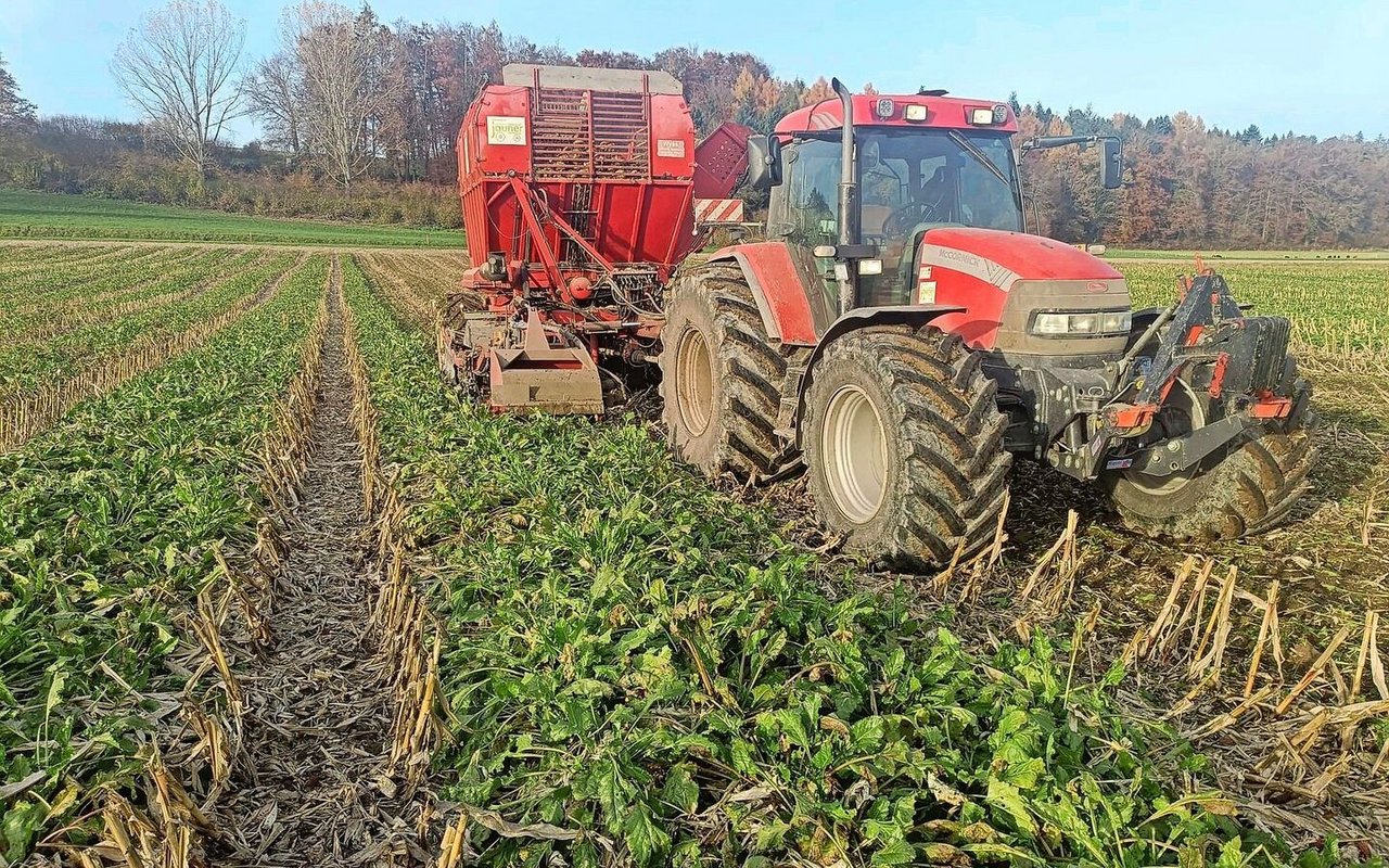 Nachdem der Körnermais aus dem Staffelkulturanbau geerntet wurde, folgte ein paar Wochen später dann die Zuckerrübenernte mit dem zweireihigen Rübenroder. 