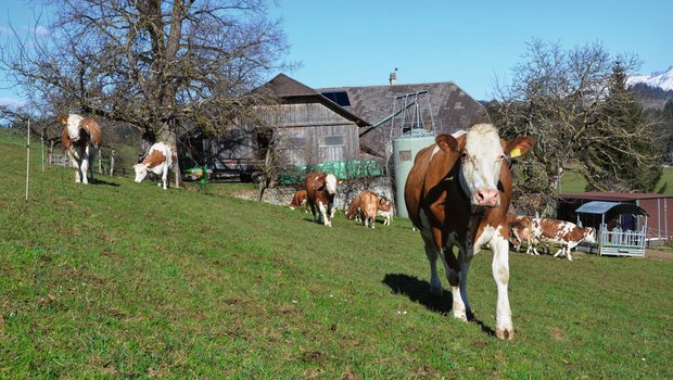 Drei Tipps für den ersten Weideaustrieb von Rindern Kühe beim ersten Weideaustrieb. Für viele Landwirte bringt dieser Moment mehr Stress als Freude. Bild: Aline Küenzi