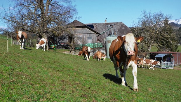 Kühe beim ersten Weideaustrieb. Für viele Landwirte bringt dieser Moment mehr Stress als Freude. Bild: Aline Küenzi