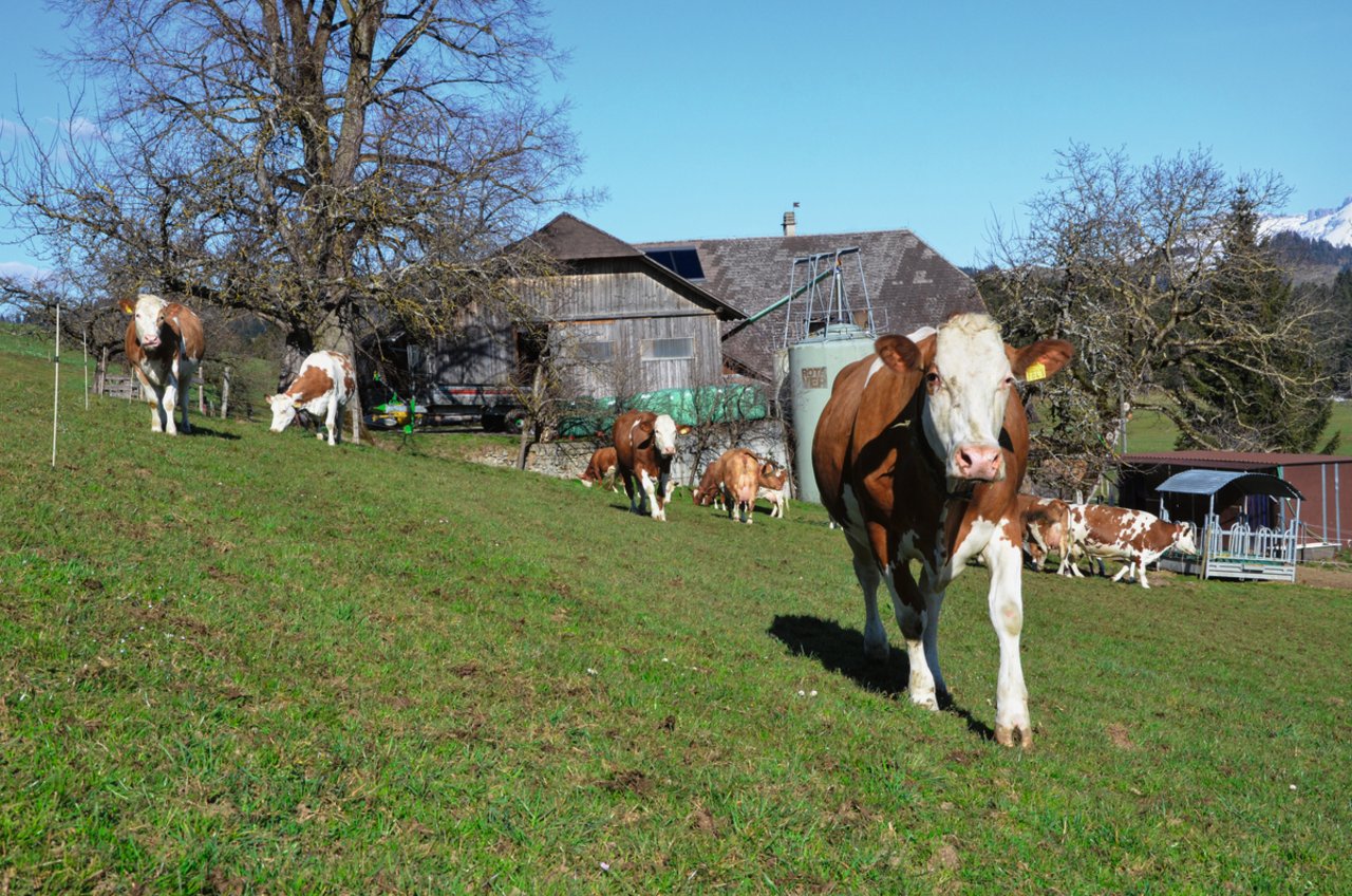 Kühe beim ersten Weideaustrieb. Für viele Landwirte bringt dieser Moment mehr Stress als Freude. Bild: Aline Küenzi