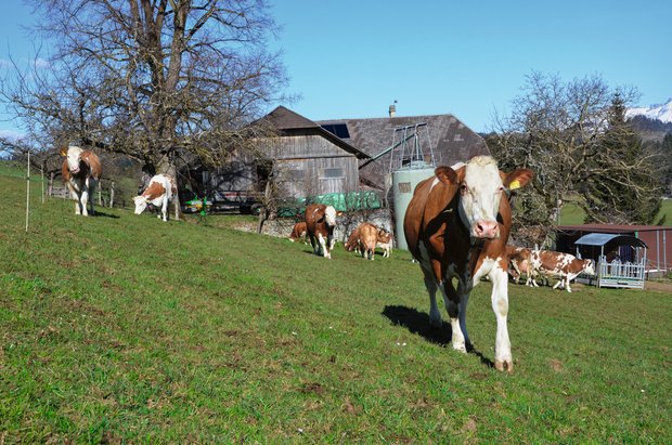 Drei Tipps für den ersten Weideaustrieb von Rindern Kühe beim ersten Weideaustrieb. Für viele Landwirte bringt dieser Moment mehr Stress als Freude. Bild: Aline Küenzi