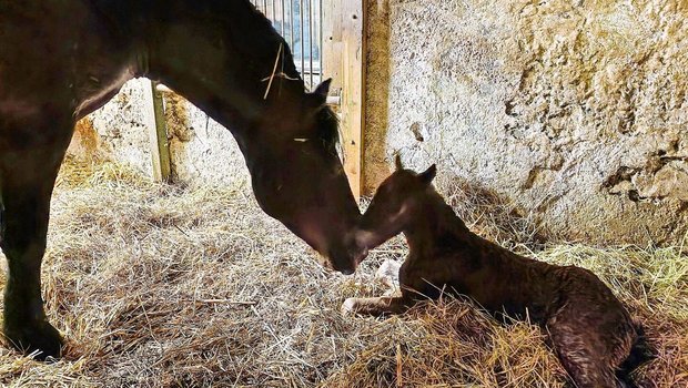 Bei den Freibergern denken die Züchter seit jeher in Linien. Der Bund sagt nun, dass dieses Denkmuster der Rasse mehr schade, denn nütze.