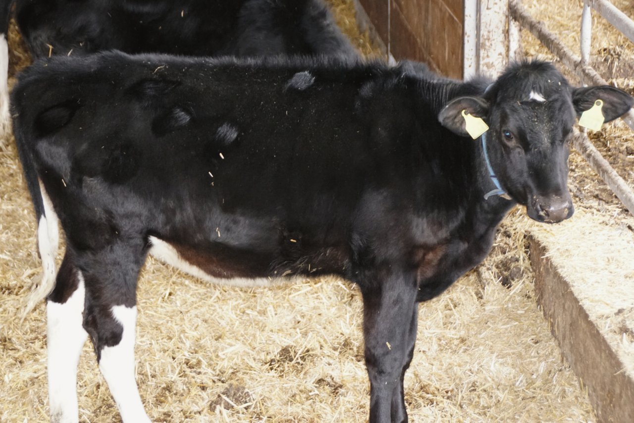 Leckstellen im Fell weisen auf eine Verdauungsstörung hin. Die Kälber leiden unter Bauchweh, weil der pH-Wert wegen Übersäuerung schwankt. Bild: Michael Götz