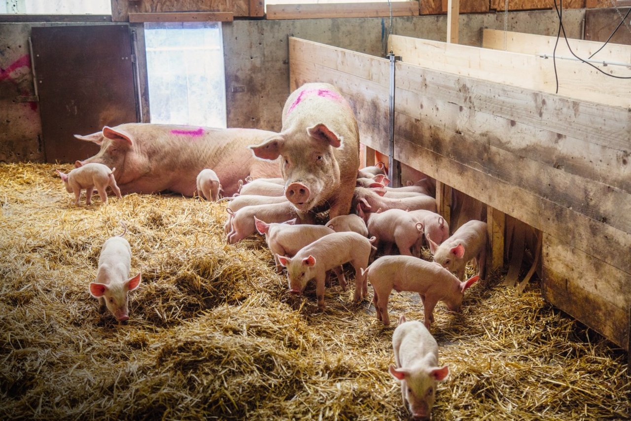 Von der dritten bis achten Lebenswoche leben die Ferkel mit ihren Müttern im Gruppensäugestall. Bild: Pia Neuenschwander