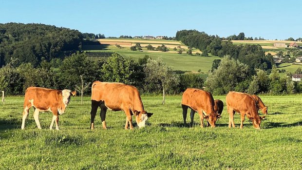 Mutterkuhhaltung: Weidefütterung Eine Mutterkuhherde grast auf der Weide.