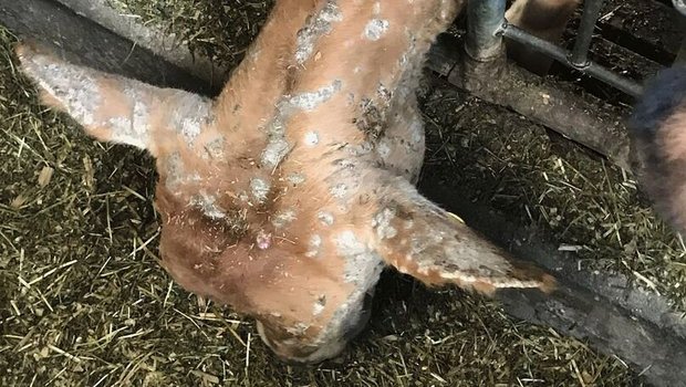 Flechten bei Kälbern Ein Kalb frisst am Futtergitter und hält den Kopf gesenkt. Das legt den Blick frei auf Kopf und Hals, wo überall kreisrunde Hautveränderungen zu sehen sind.