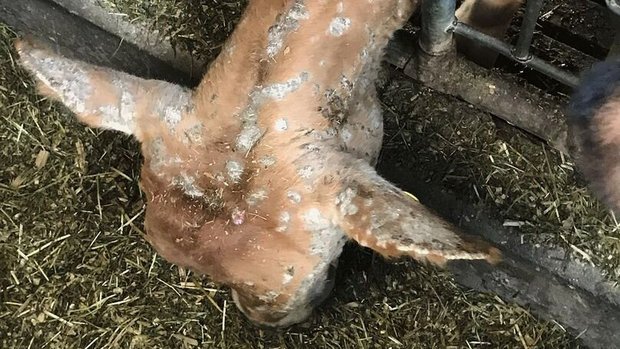 Ein Kalb frisst am Futtergitter und hält den Kopf gesenkt. Das legt den Blick frei auf Kopf und Hals, wo überall kreisrunde Hautveränderungen zu sehen sind.