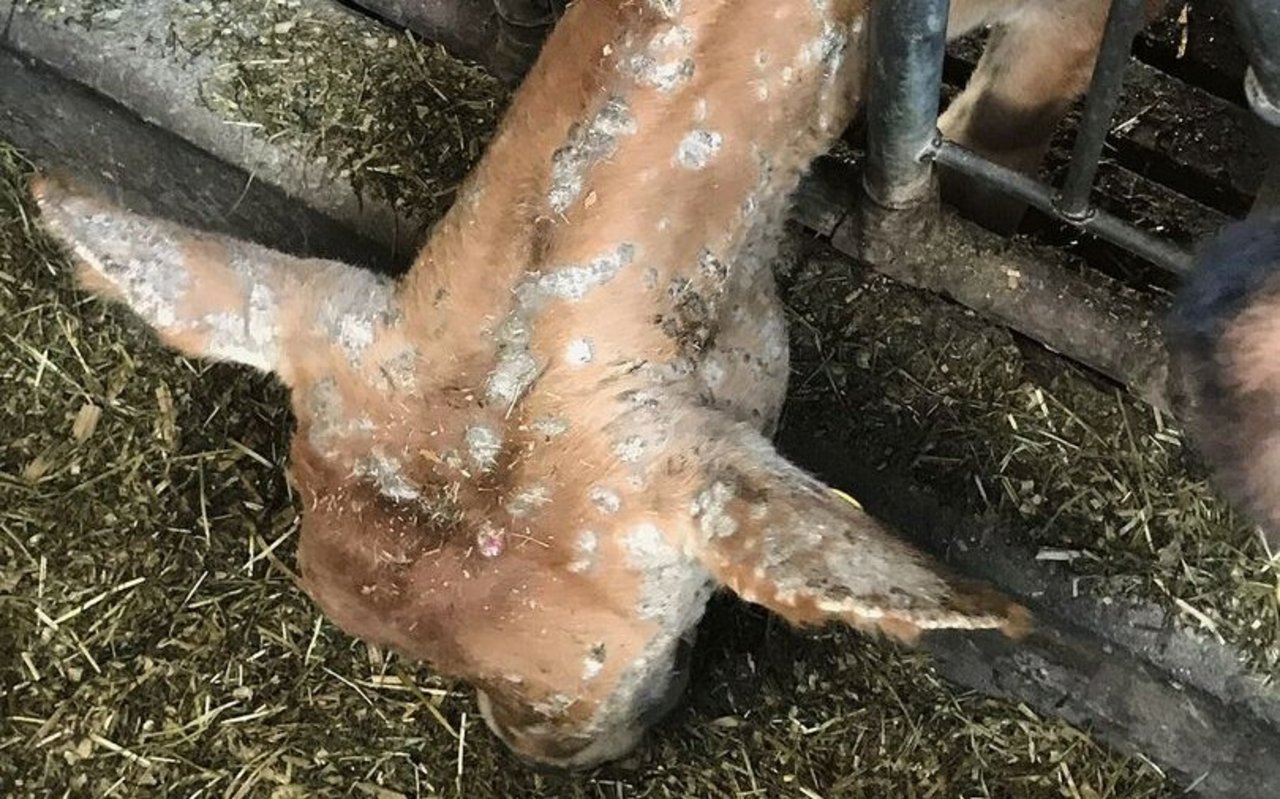 Ein Kalb frisst am Futtergitter und hält den Kopf gesenkt. Das legt den Blick frei auf Kopf und Hals, wo überall kreisrunde Hautveränderungen zu sehen sind.