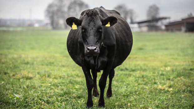 Die vierjährige Kuh Bijou ist eine typische Kiwi-Cross. Bild: Pia Neuenschwander