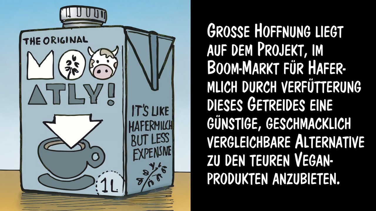 Kühe machen die teure Hafermilch erschwinglich. Cartoon Marco Ratschiller/Karma