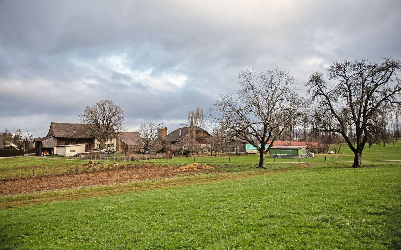 Der Waidhof ist im Hintergrund zu sehen: IM Vordergrund stehen Hochstammbäume und ein Feld.