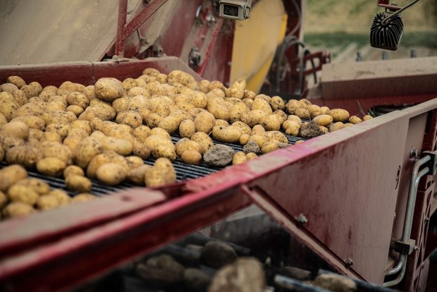 Der Saatkartoffel-Anbau ist anspruchsvoll und knallhartes Business Der Anbau von Saatkartoffeln oder Pflanzkartoffeln ist anspruchsvoll, die Planung komplex und das Business knallhart. Bild: Pia Neuenschwander