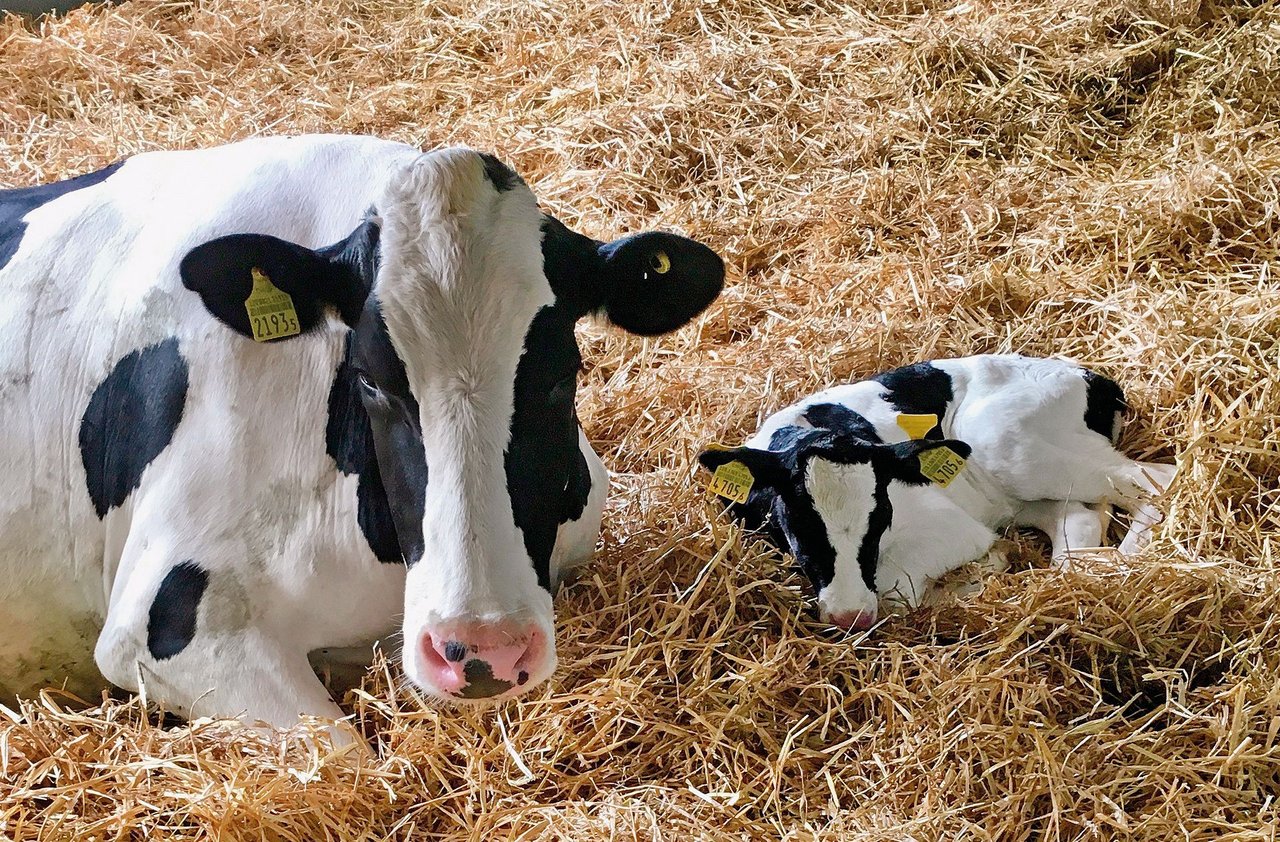 Die ersten 7 bis 10 Tage nach der Geburt verbringen Mutter und Kalb zusammen in der Abkalbebucht. Zwei Mal am Tag führt die Landwirtin die Kuh zum Melken am Melkroboter. (Bild Brigitte Kägi)