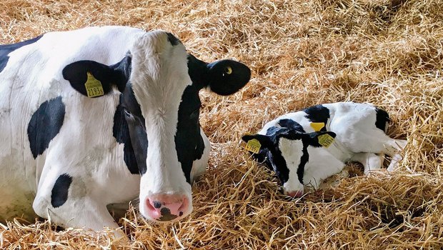 Auf dem Hof von Brigitte Kägi tränken die Kühe die Kälber Die ersten 7 bis 10 Tage nach der Geburt verbringen Mutter und Kalb zusammen in der Abkalbebucht. Zwei Mal am Tag führt die Landwirtin die Kuh zum Melken am Melkroboter. (Bild Brigitte Kägi)
