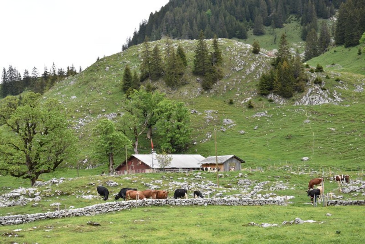 Viele Bergbauern sind auf die Hilfe von Freiwilligen angewiesen. So auch Familie Teuscher. (Bild Esther Thalmann)