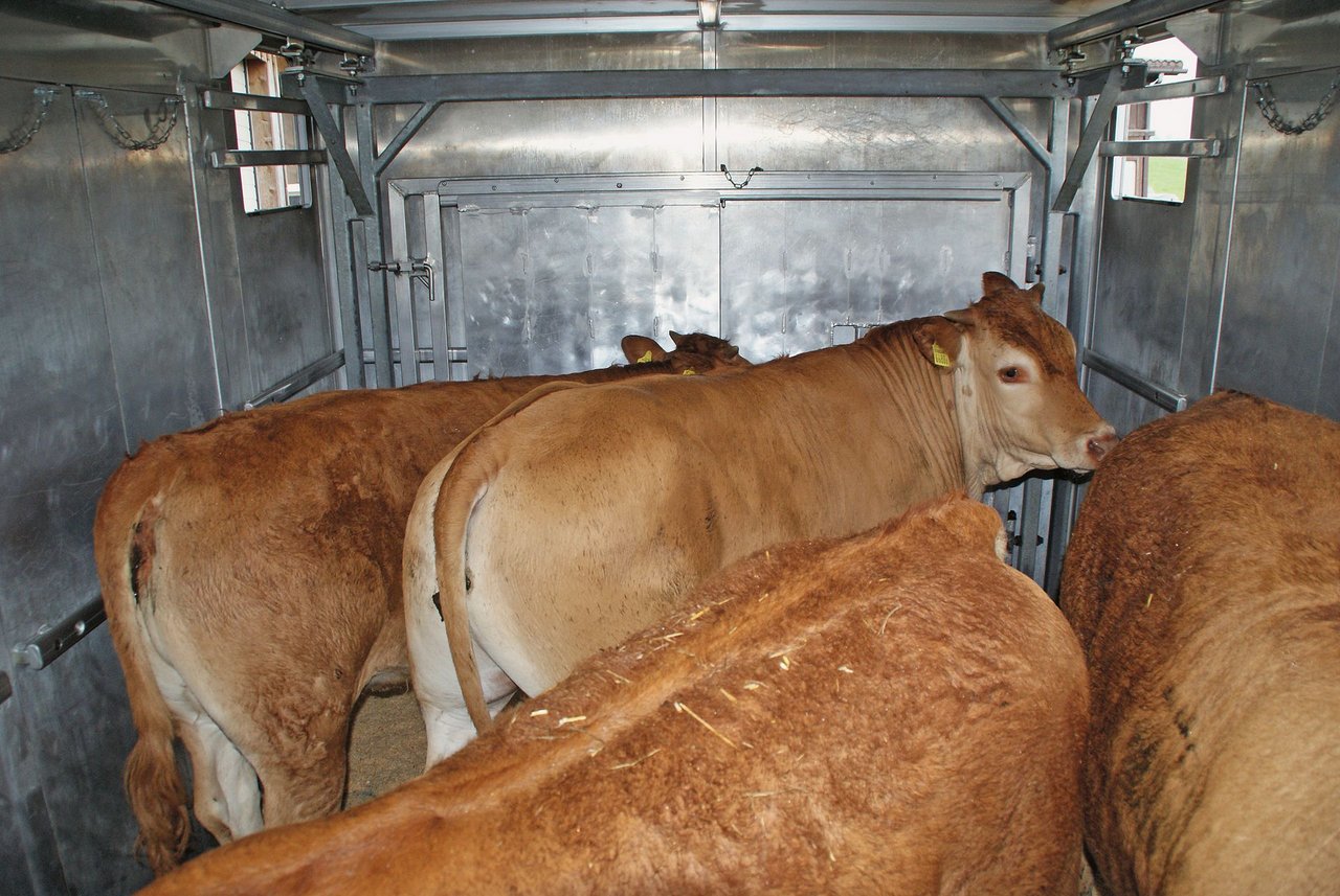 Tiere brauchen genug Platz, dürfen aber nicht umfallen. Bild: M. Götz