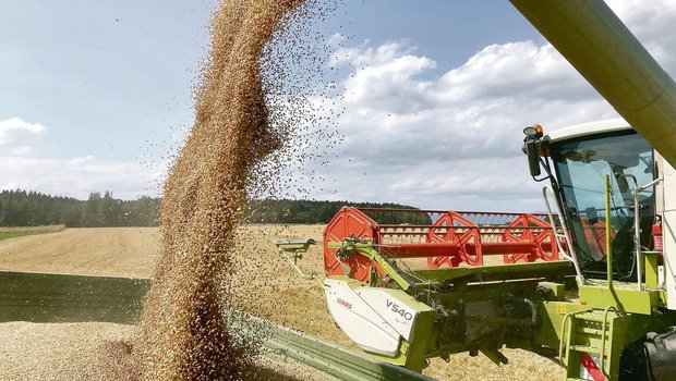 Volle Wagen beim Weizen. Im Jahr 2023 lief es für den einen oder die andere beim Weizen gut. Andere Kulturen schnitten dafür weniger erfreulich ab. 